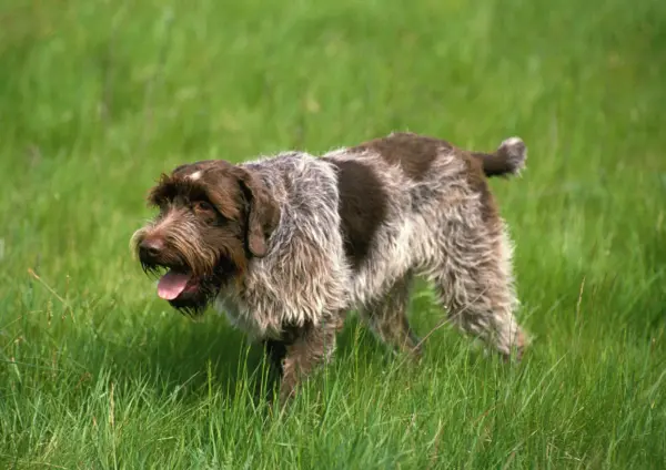 Wirehaired Pointing Griffon Walking On Grass Outdoors