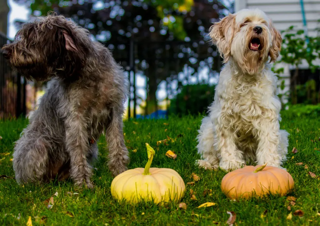 Wirehaired Pointing Griffons Sitting With Pumpkins Outdoors