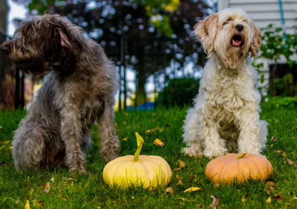 Wirehaired Pointing Griffons Sitting With Pumpkins Outdoors