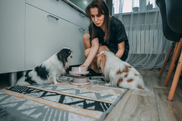 Woman Feeding Two Japanese Chin Dogs In A Kitchen