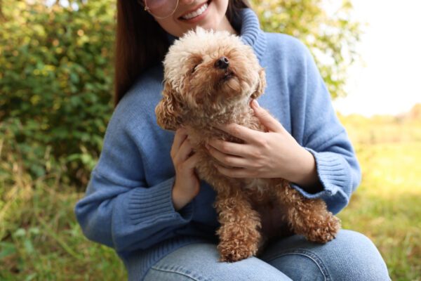 Woman Holding Bichon Poodle Outdoors