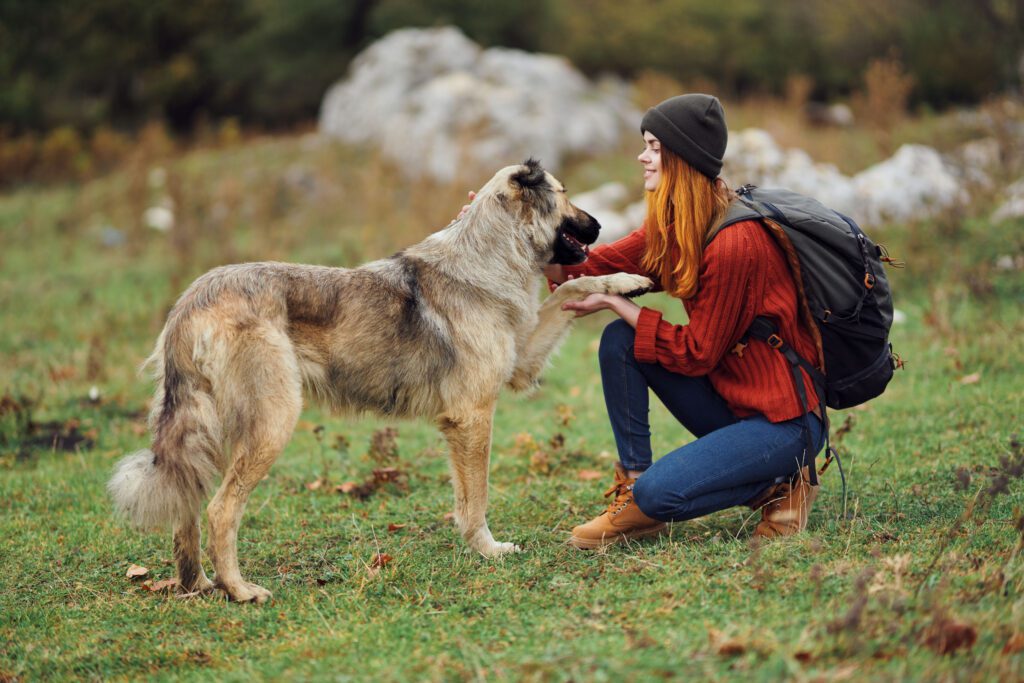 Woman Petting A Kangal Shepherd Dog In A Grassy Field