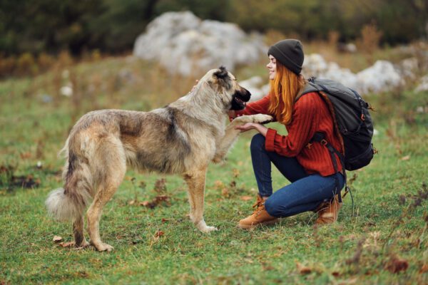 Woman Petting A Kangal Shepherd Dog In A Grassy Field