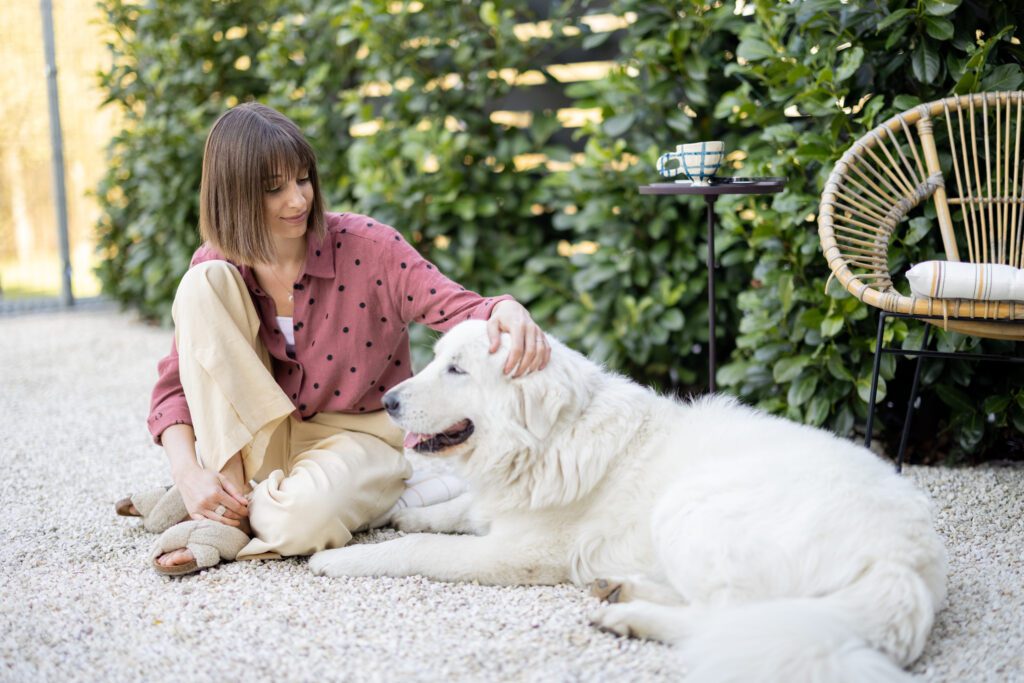 Woman Sitting And Petting A Maremma Sheepdog Outdoors