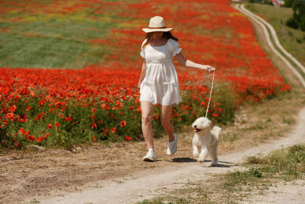 Woman Walking Bolognese Dog On Leash Through Red Flower Field
