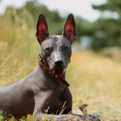 Xoloitzcuintli