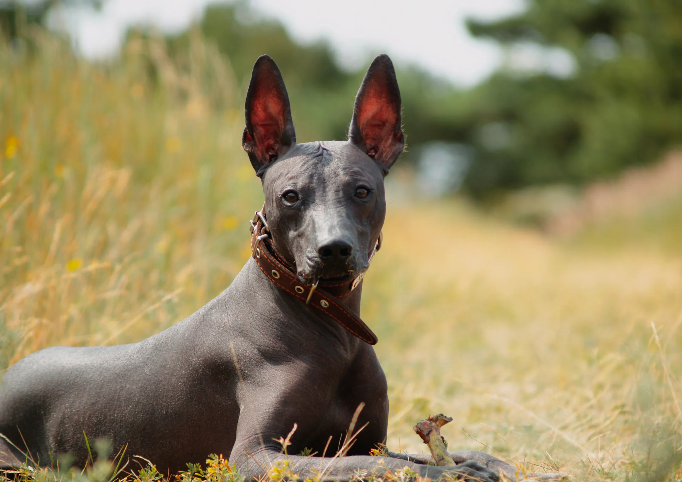 Xoloitzcuintli Adoption Guide