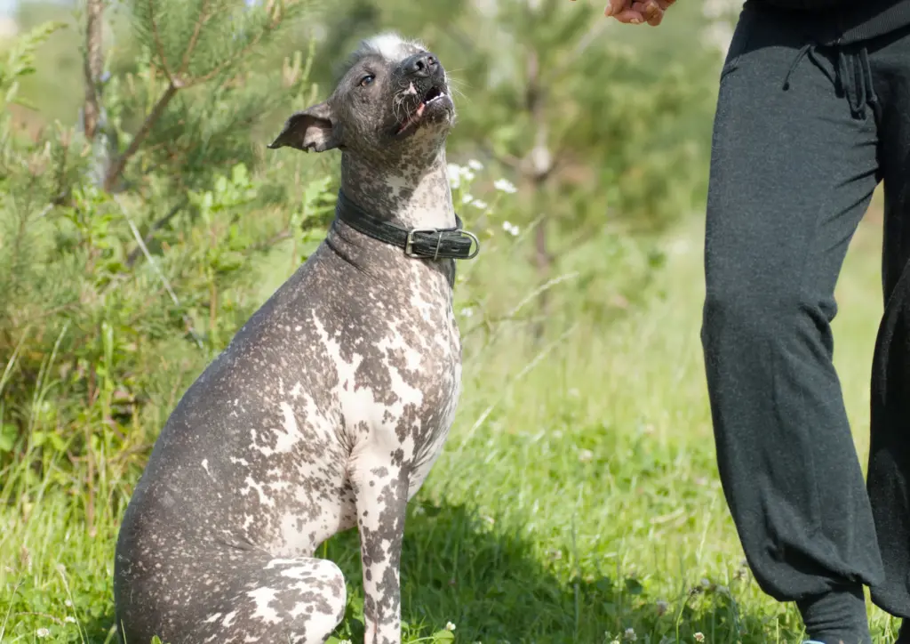 Xoloitzcuintli Looking Up Outdoors In Grass