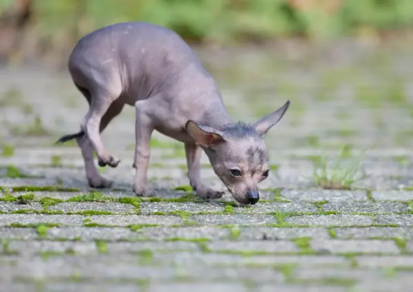 Xoloitzcuintli Sniffing Ground On Path