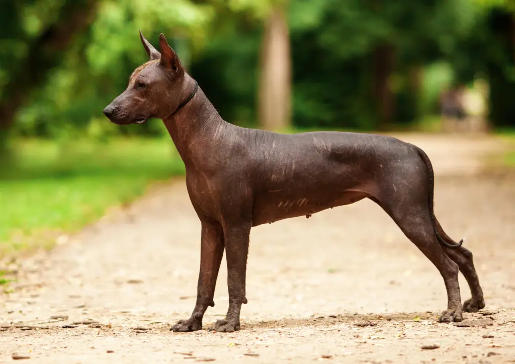 Xoloitzcuintli Standing On Dirt Path Side Profile