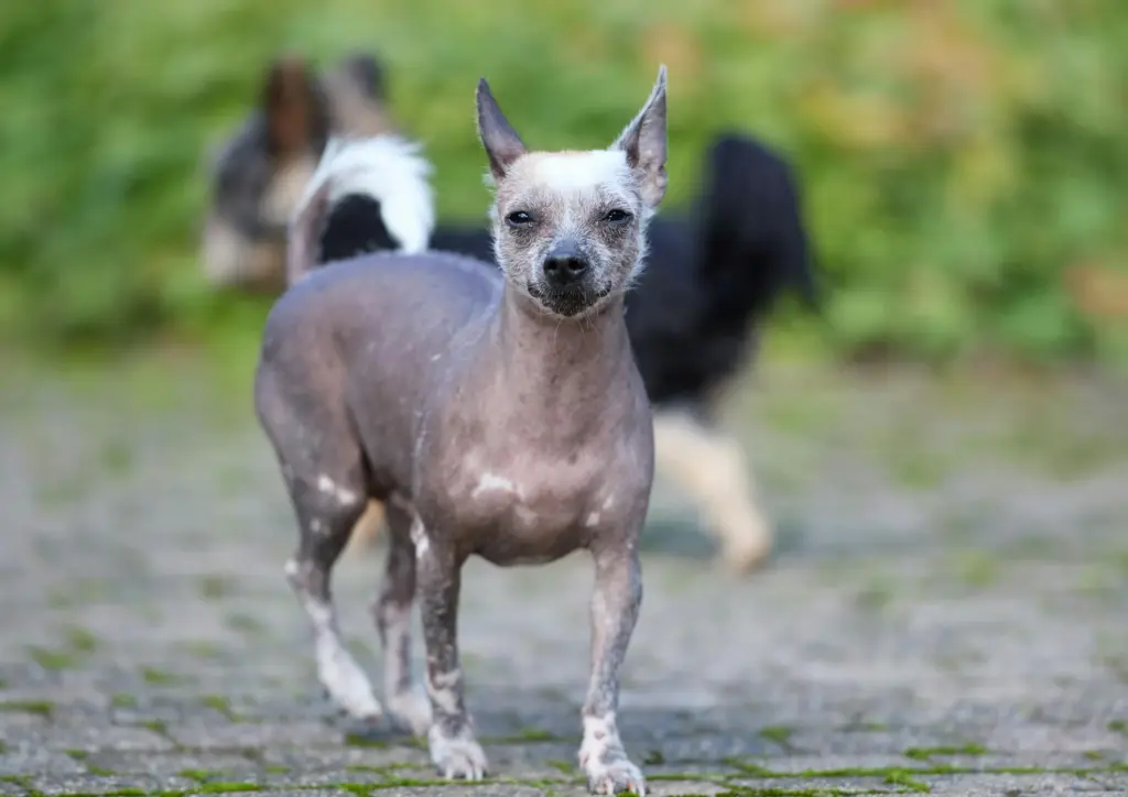 How To Adopt a Xoloitzcuintli in Maryland