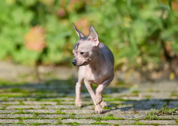 Xoloitzcuintli Walking On Cobblestone Path
