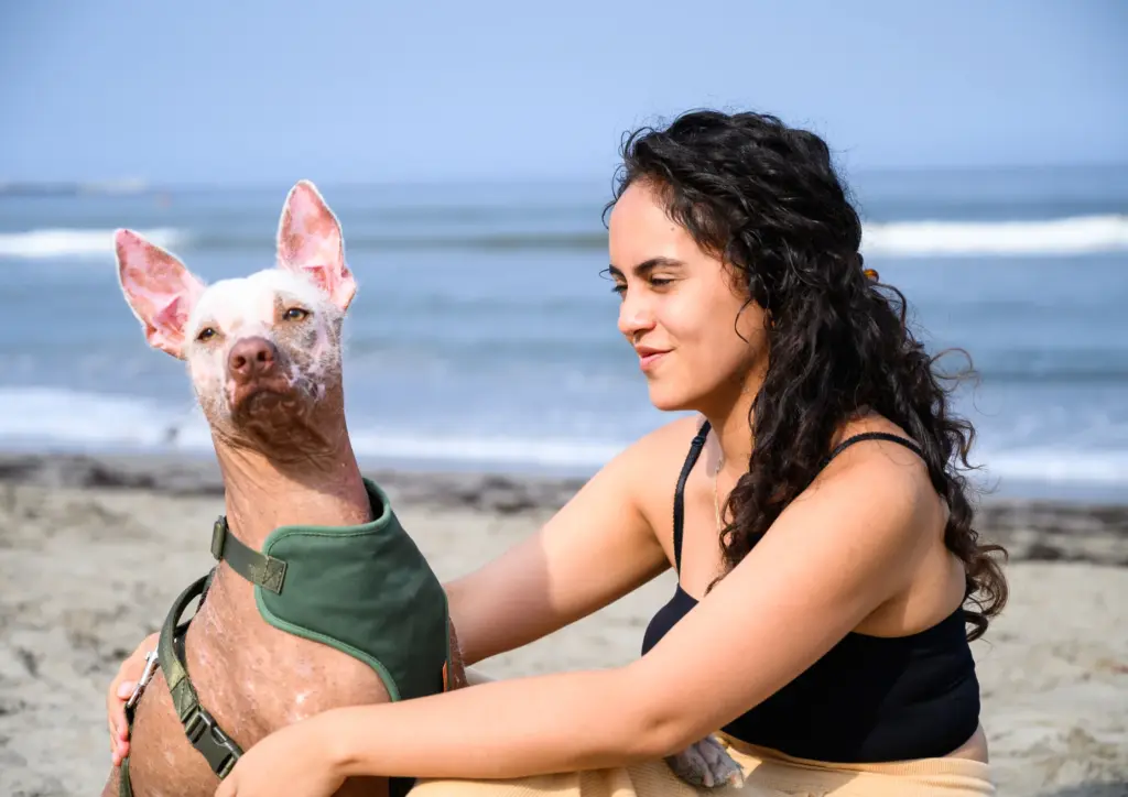 Xoloitzcuintli With Owner Sitting By The Beach