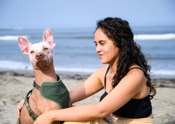 Xoloitzcuintli With Owner Sitting By The Beach