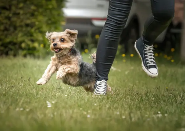 Yorkshire Terrier Jumping Beside Owner On Grass