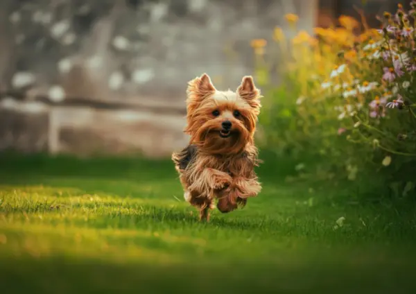 Yorkshire Terrier Running Across Grassy Field
