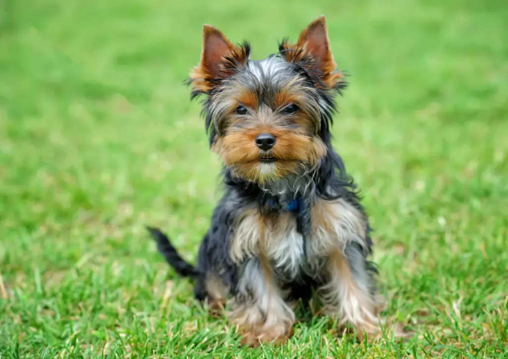 How to Adopt a Yorkshire Terrier