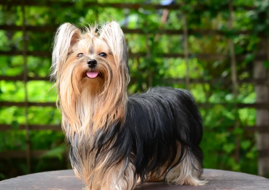How To Adopt a Yorkshire Terrier in Nebraska