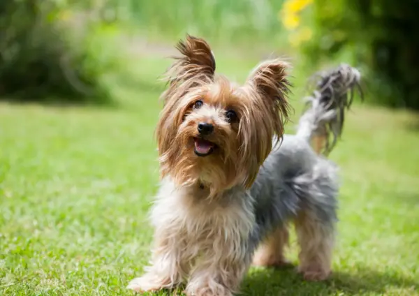 Yorkshire Terrier Standing On Grass Looking Happy