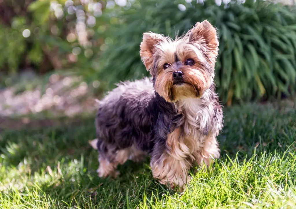 Yorkshire Terrier Standing On Grass Outdoors