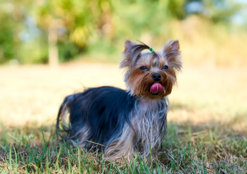 Yorkshire Terrier Standing On Grass With Toy On Its Mouth