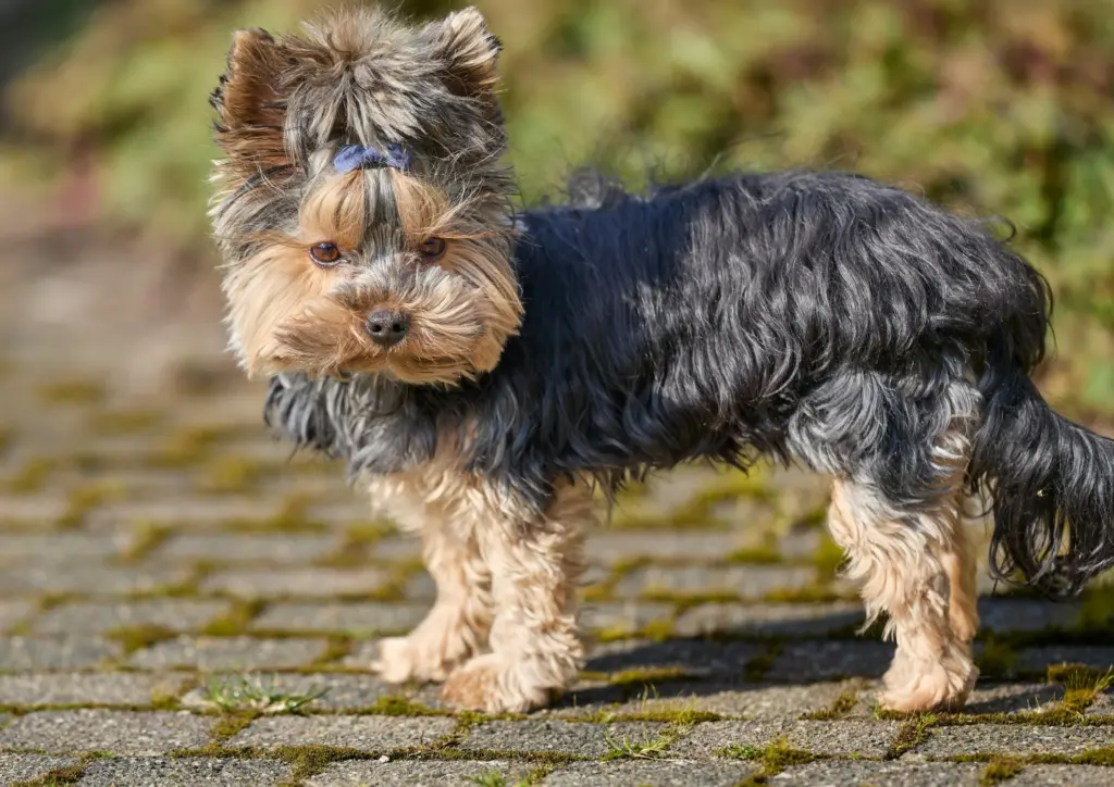 Yorkshire Terrier Standing On Stone Path Outdoors