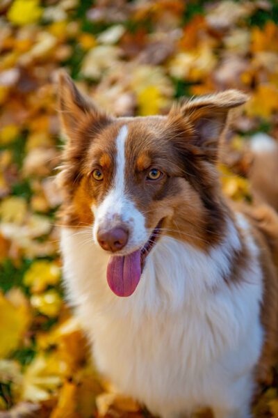 young australian shepherd
