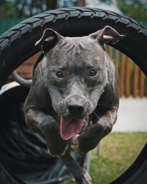 blue nose pitbull training