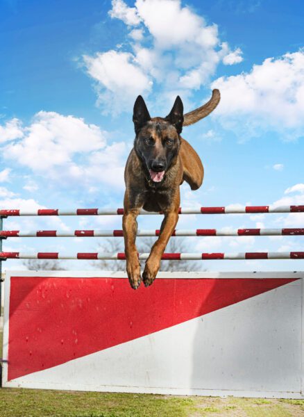 young belgian malinois training