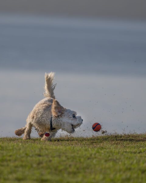 cavachon running to catch a ball in the air.