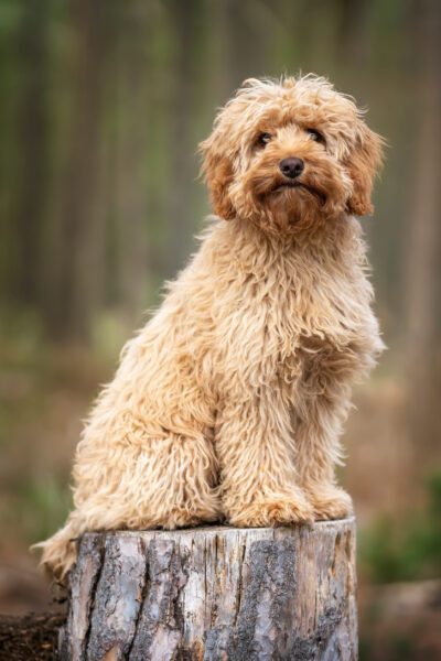 Cavapoo puppy dog sitting very cute on a tree stump in the forest