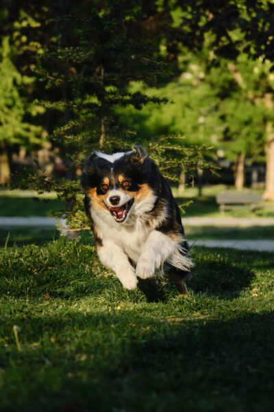 Black tricolor fluffy Australian Shepherd runs and plays in a spring park in a green clearing.