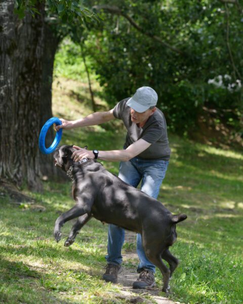 Man playing with cane corso in the park