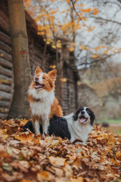 Border Collie in the park