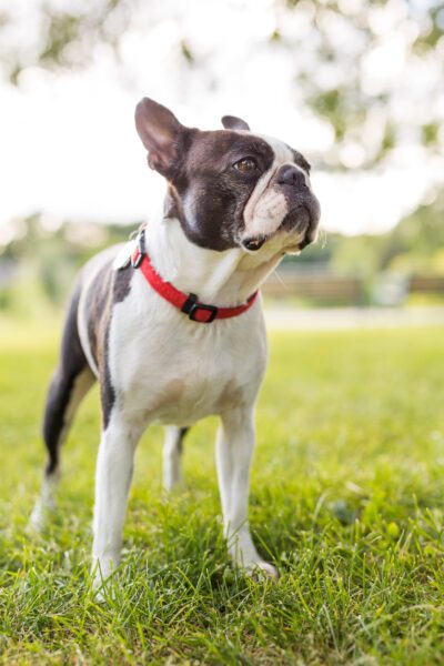 A black and white Boston Terrier wearing a red collar