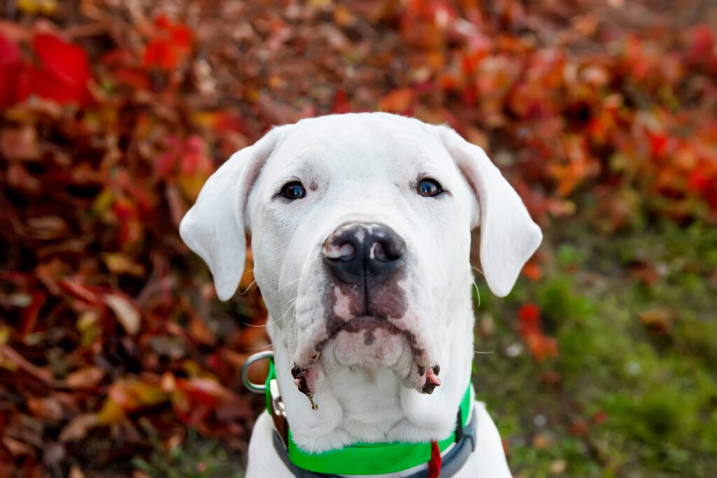How To Adopt a Breed Dogo Argentino in South Carolina