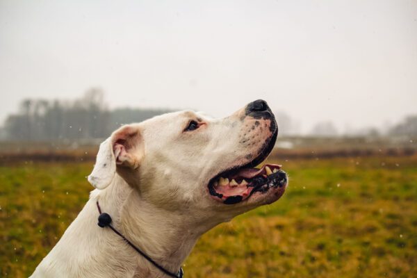 Breed Dogo Argentino Close Up Side Profile Looking Upward In An Open Field