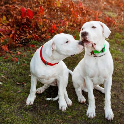 Breed Dogo Argentino