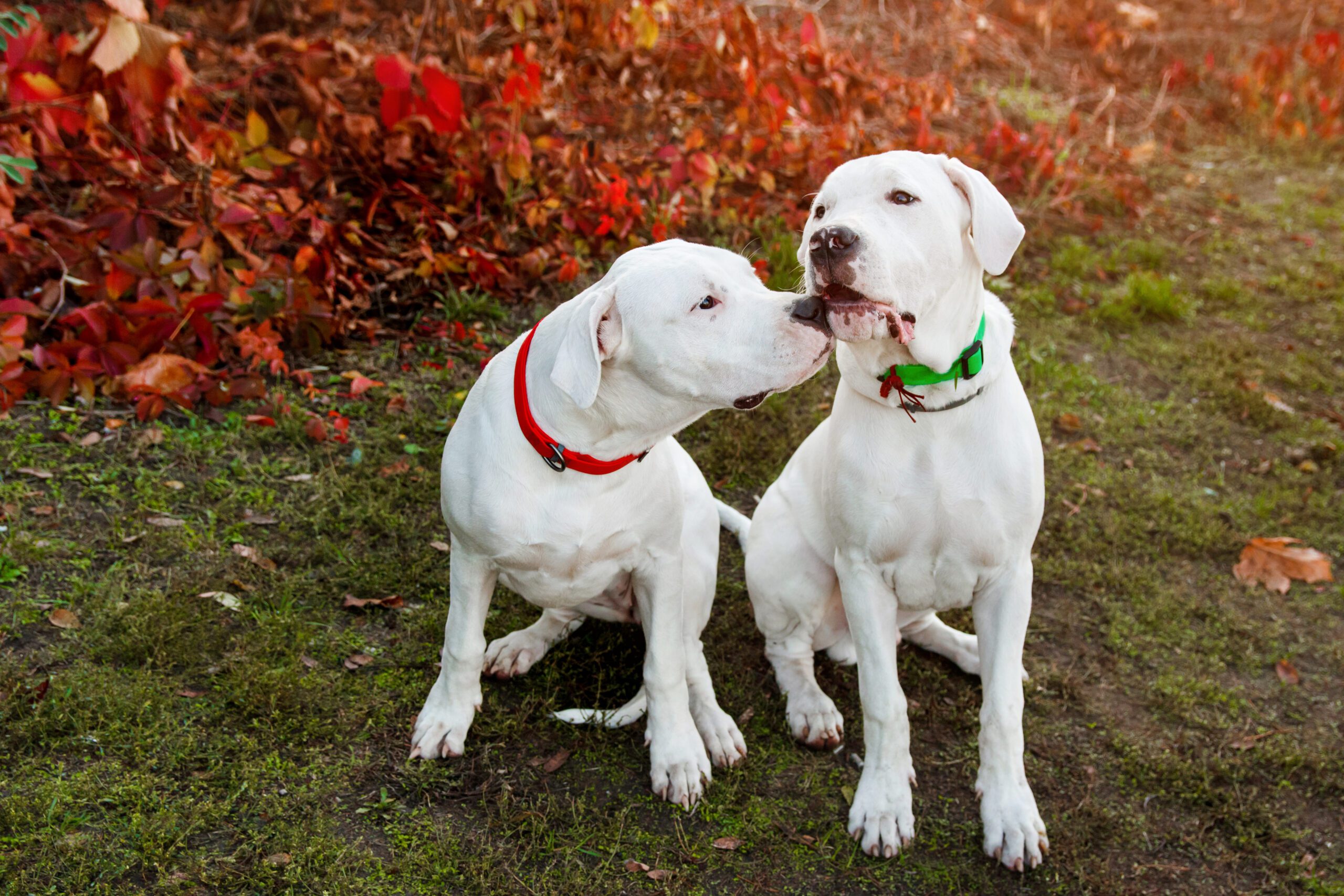 Breed Dogo Argentino Adoption Guide