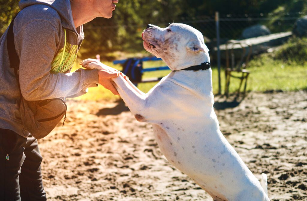 Breed Dogo Argentino Giving Its Paw To A Person During Training Outdoors