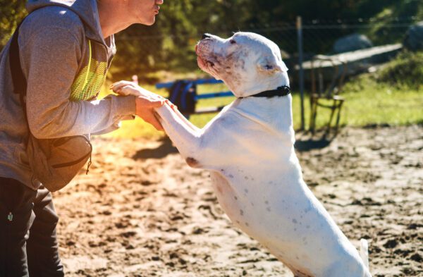Breed Dogo Argentino Giving Its Paw To A Person During Training Outdoors