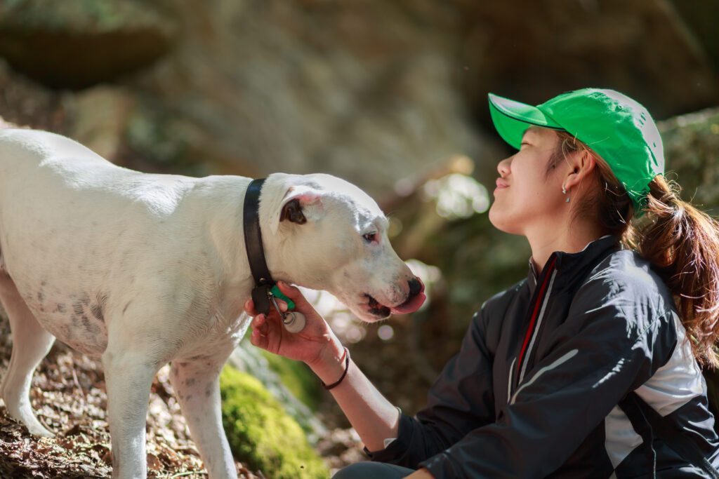 Breed Dogo Argentino Interacting Closely With Its Owner Outdoors