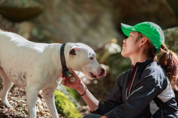 Breed Dogo Argentino Interacting Closely With Its Owner Outdoors