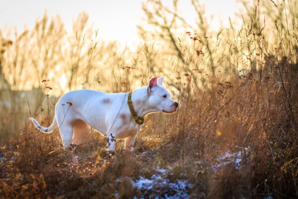 Breed Dogo Argentino Standing In Tall Dry Grass In A Field