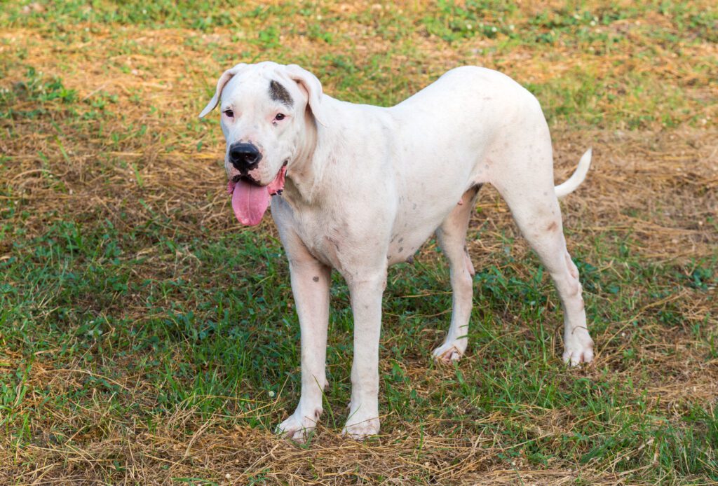 Breed Dogo Argentino Standing On Grass With Tongue Out