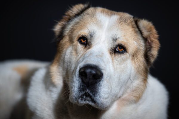 Central Asian Shepherd Close Up Portrait Showing Thick Fur And Calm Expression
