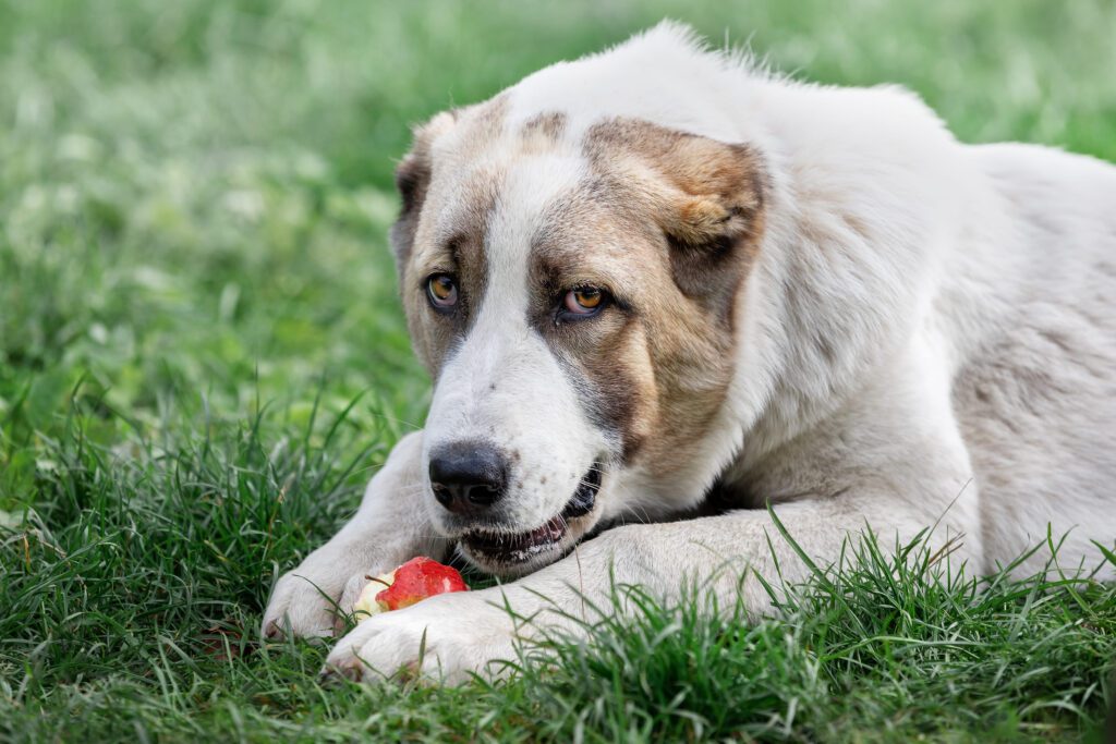 Central Asian Shepherd Lying On Grass Chewing An Apple