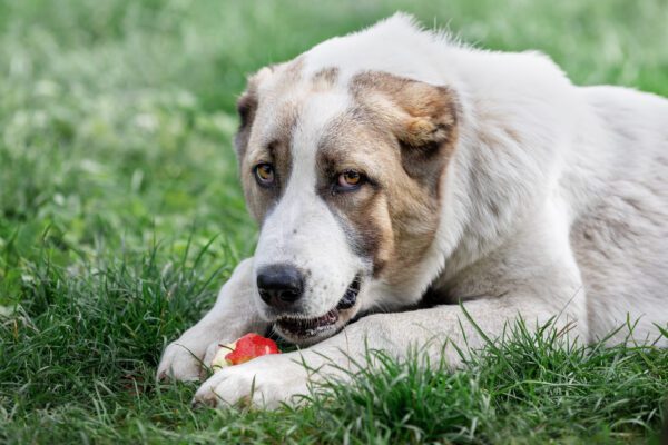 Central Asian Shepherd Lying On Grass Chewing An Apple