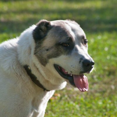 Central Asian Shepherd