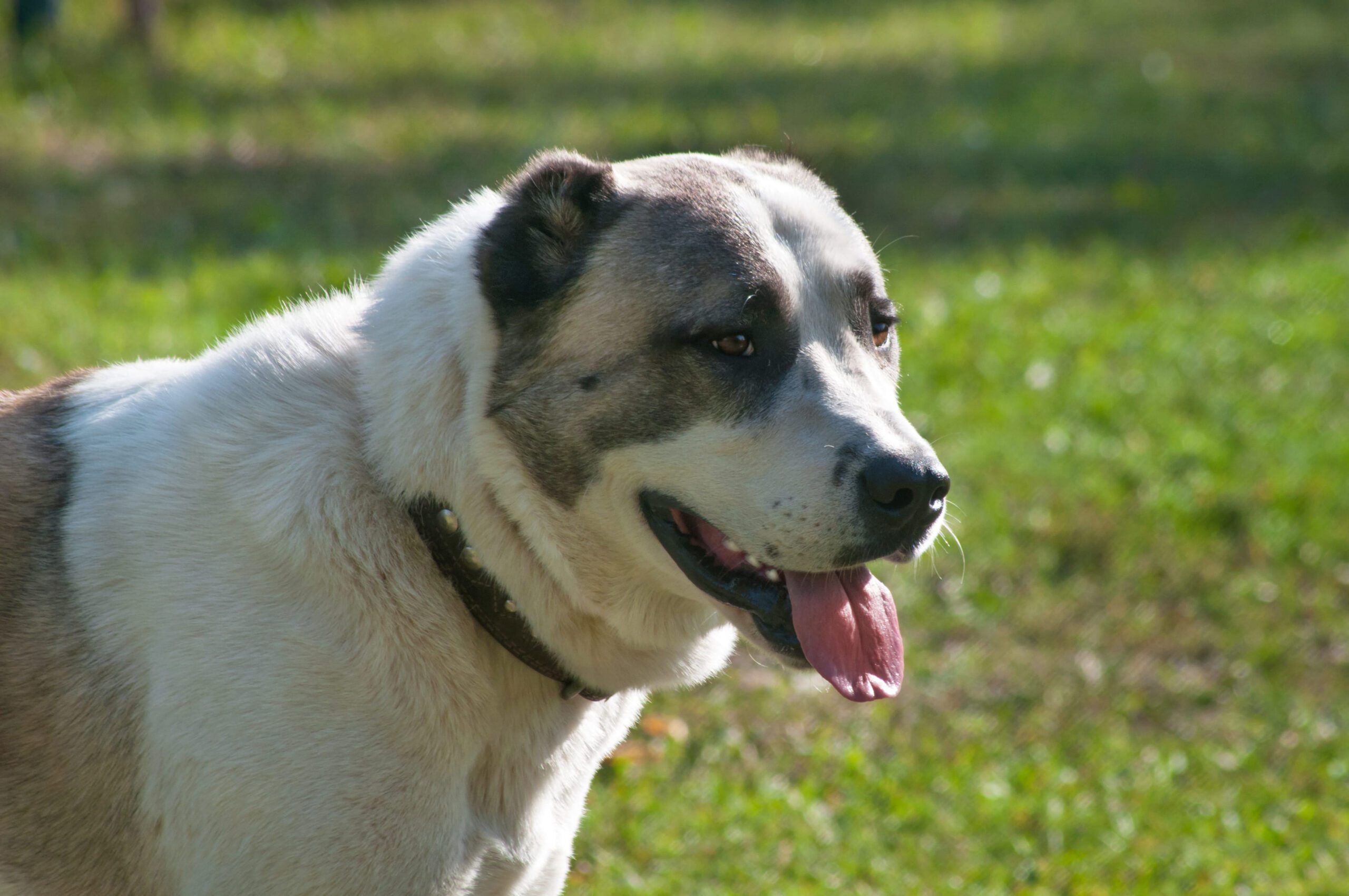 Central Asian Shepherd Adoption Guide